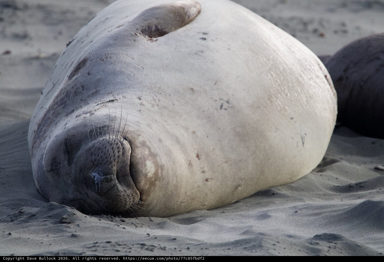 Resting Elephant Seal Pup on Sandy Beach