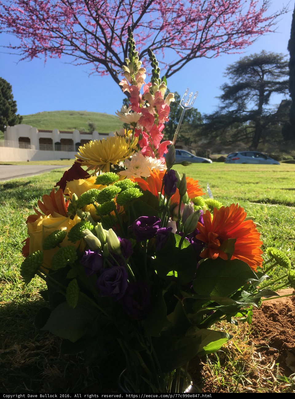 Field of Blooms