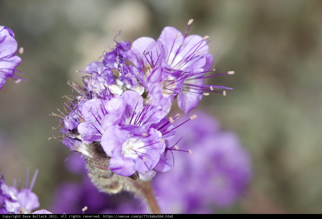 Harmony of Purple and White