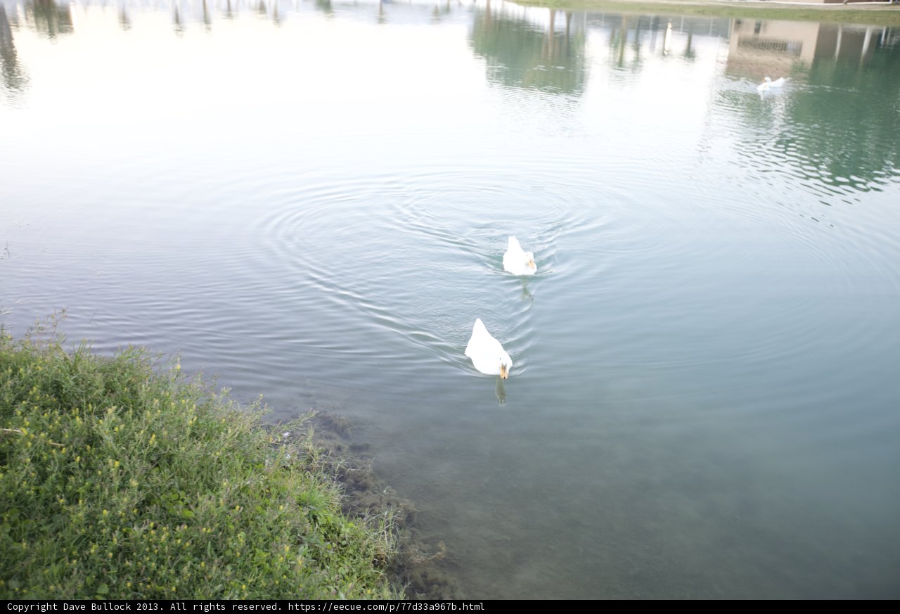 Majestic Swans in the Wilderness