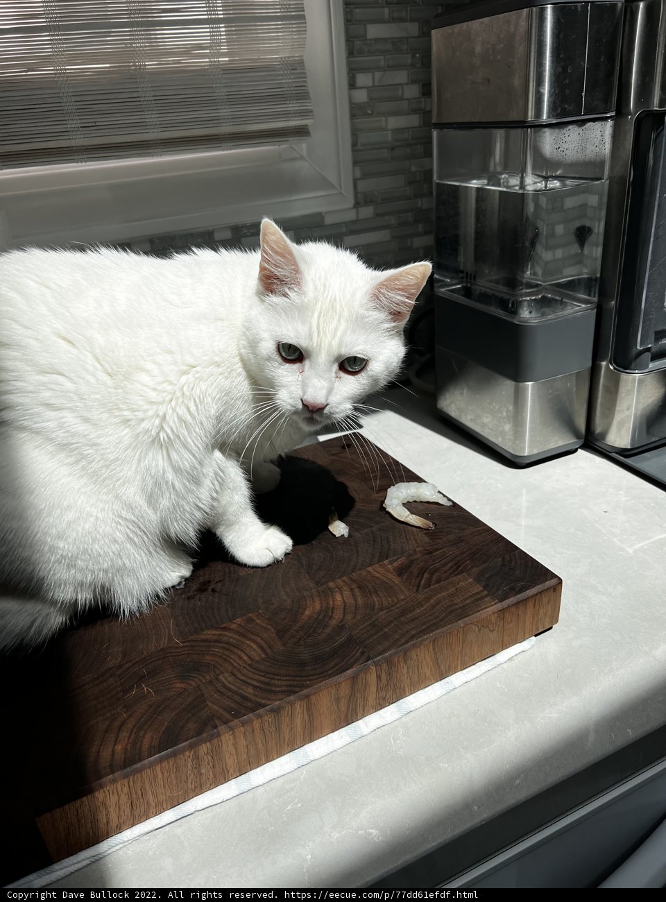 Feline Food Critic