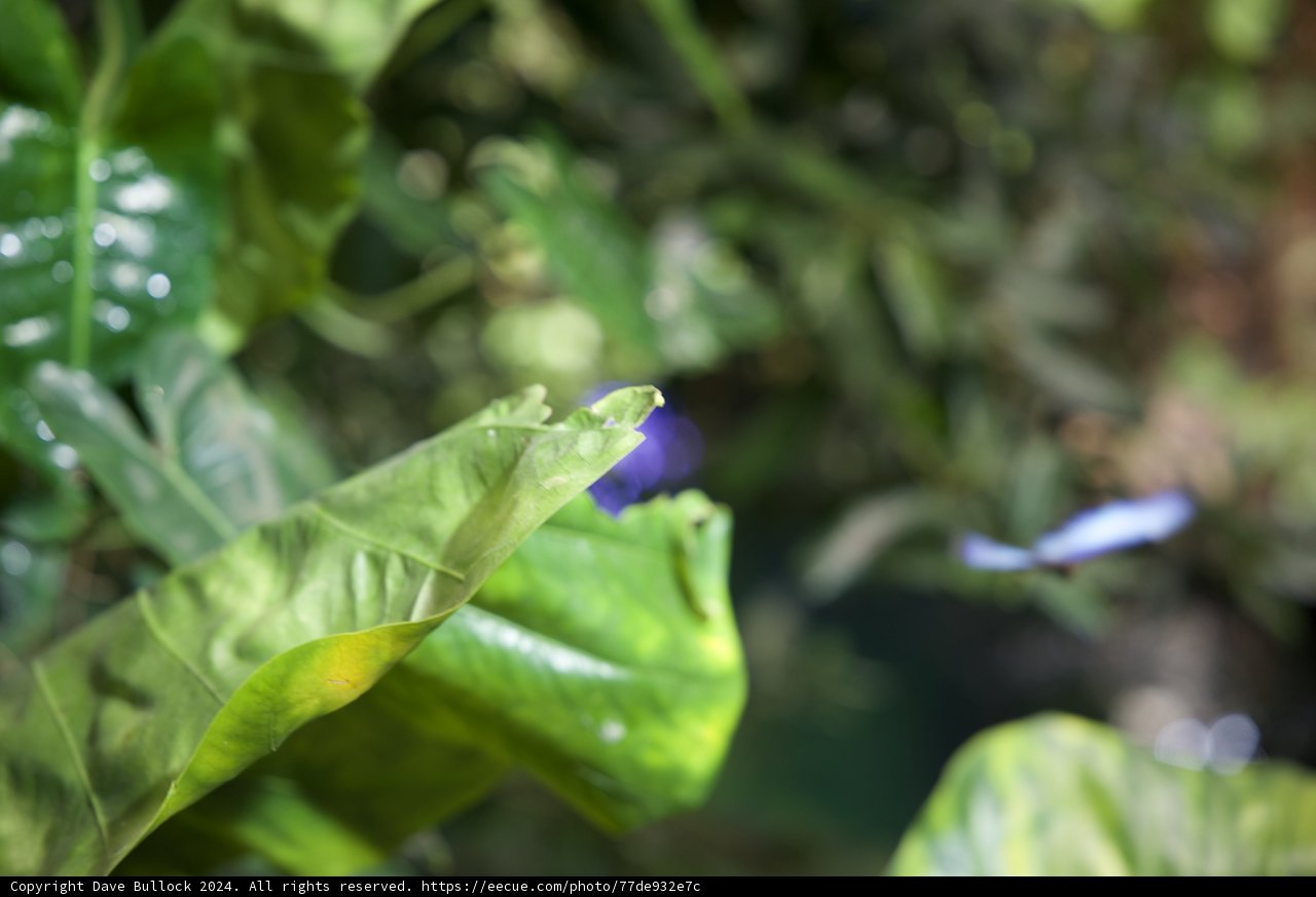Graceful Dance in Nature's Palette