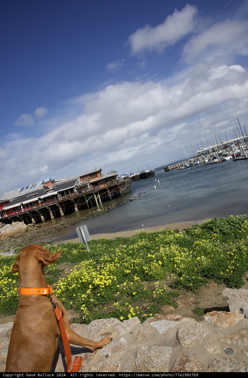 Hi-Li, the Adventurous Canine Explorer.