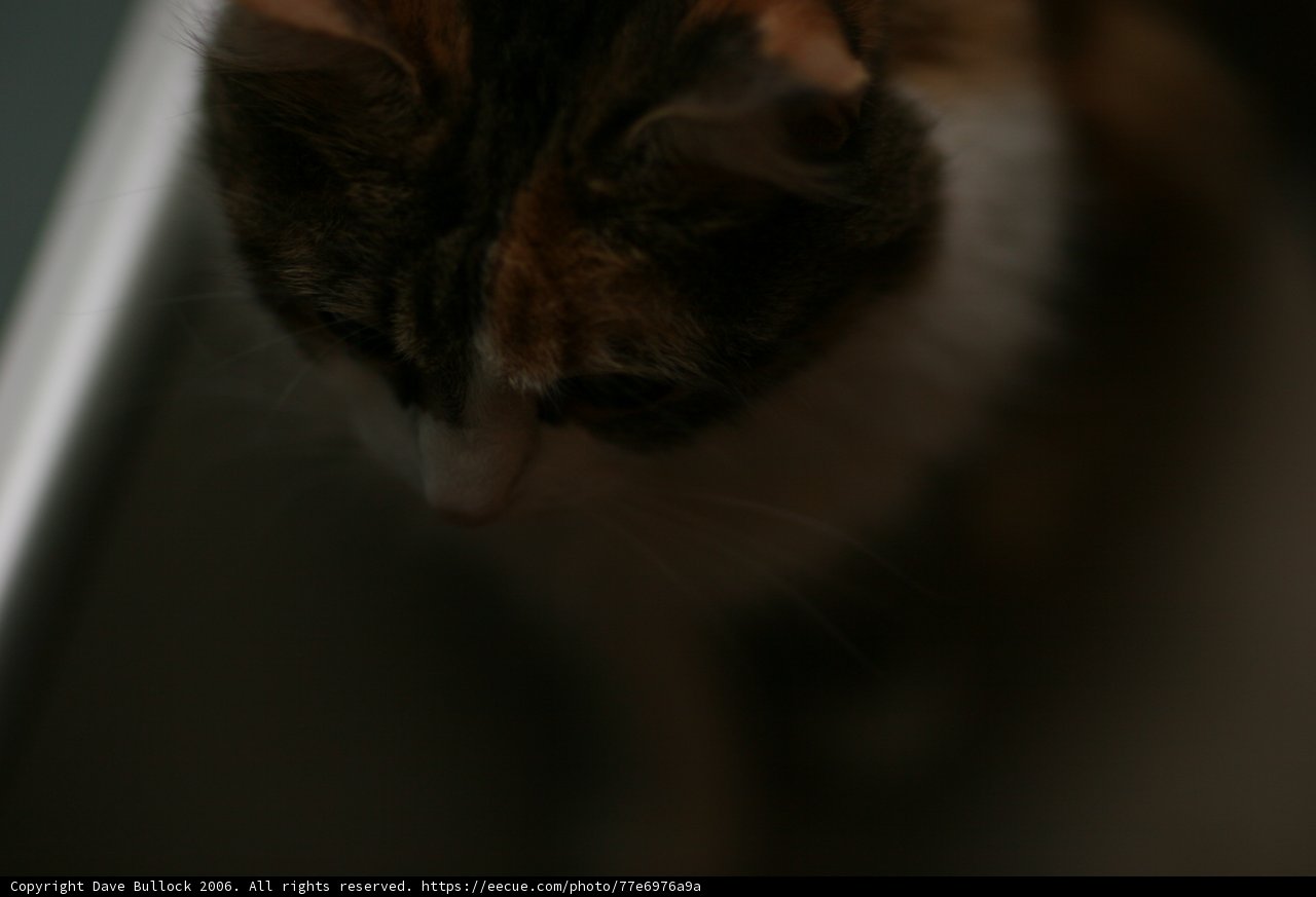 Inquisitive Cat