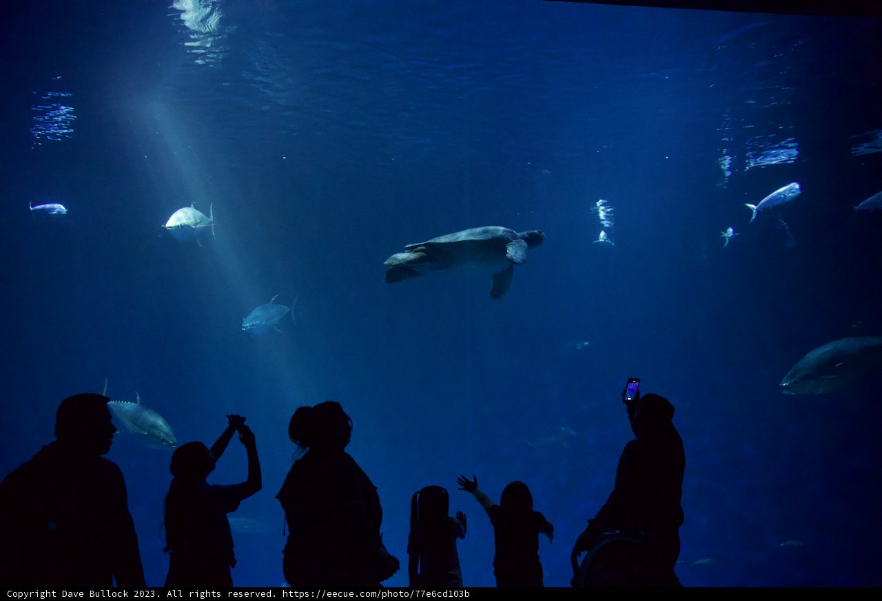 An Underwater Voyage: Dolphin Watch at Monterey Bay