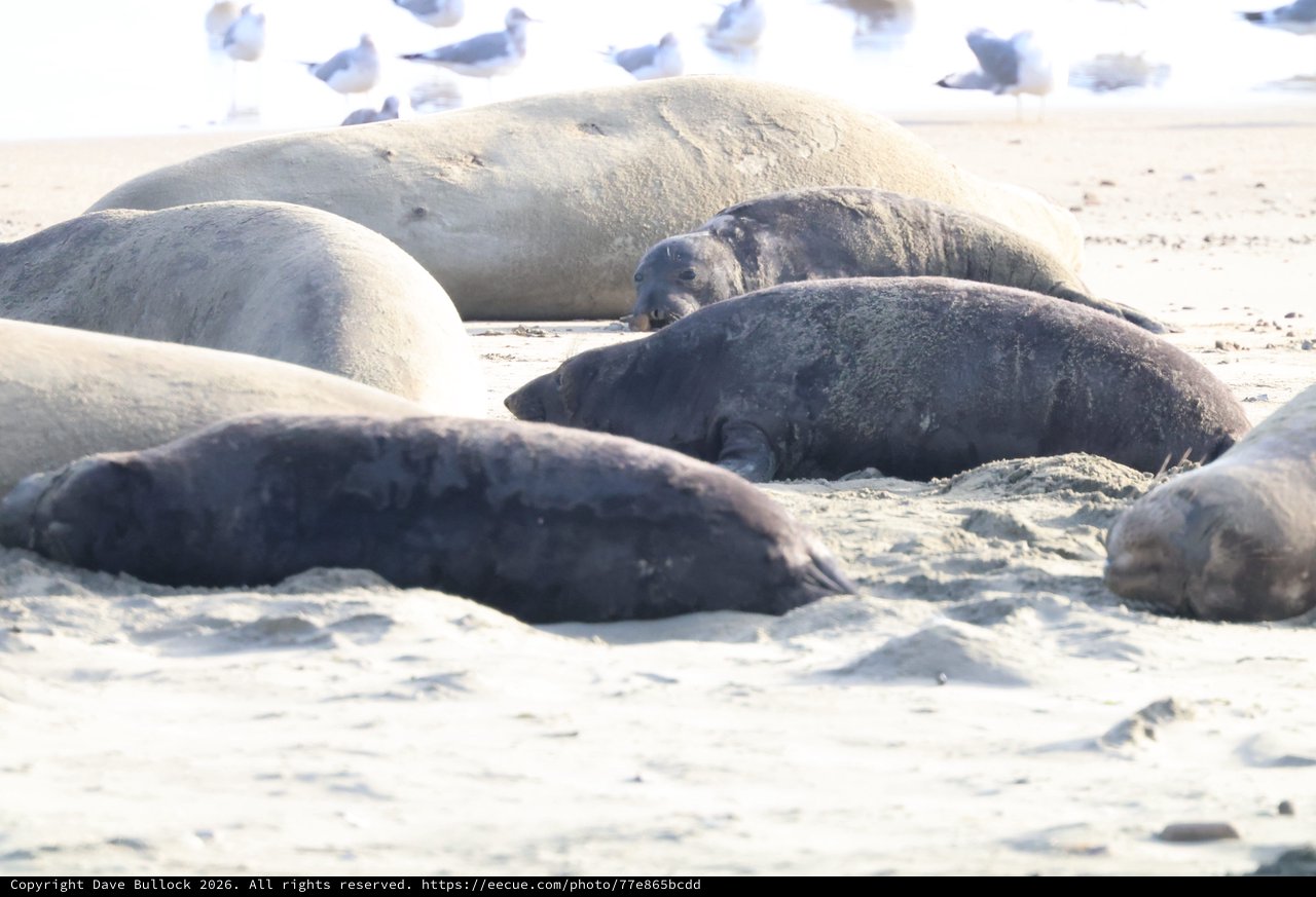 Elephant Seals Resting on Drakes Beach California