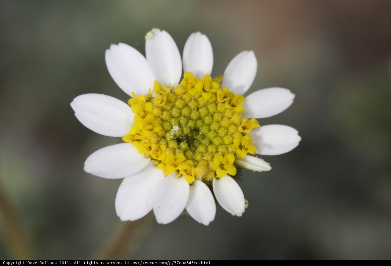 The Delicate Beauty of a Daisy