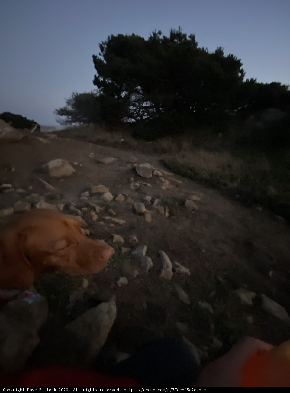Canine Explorer