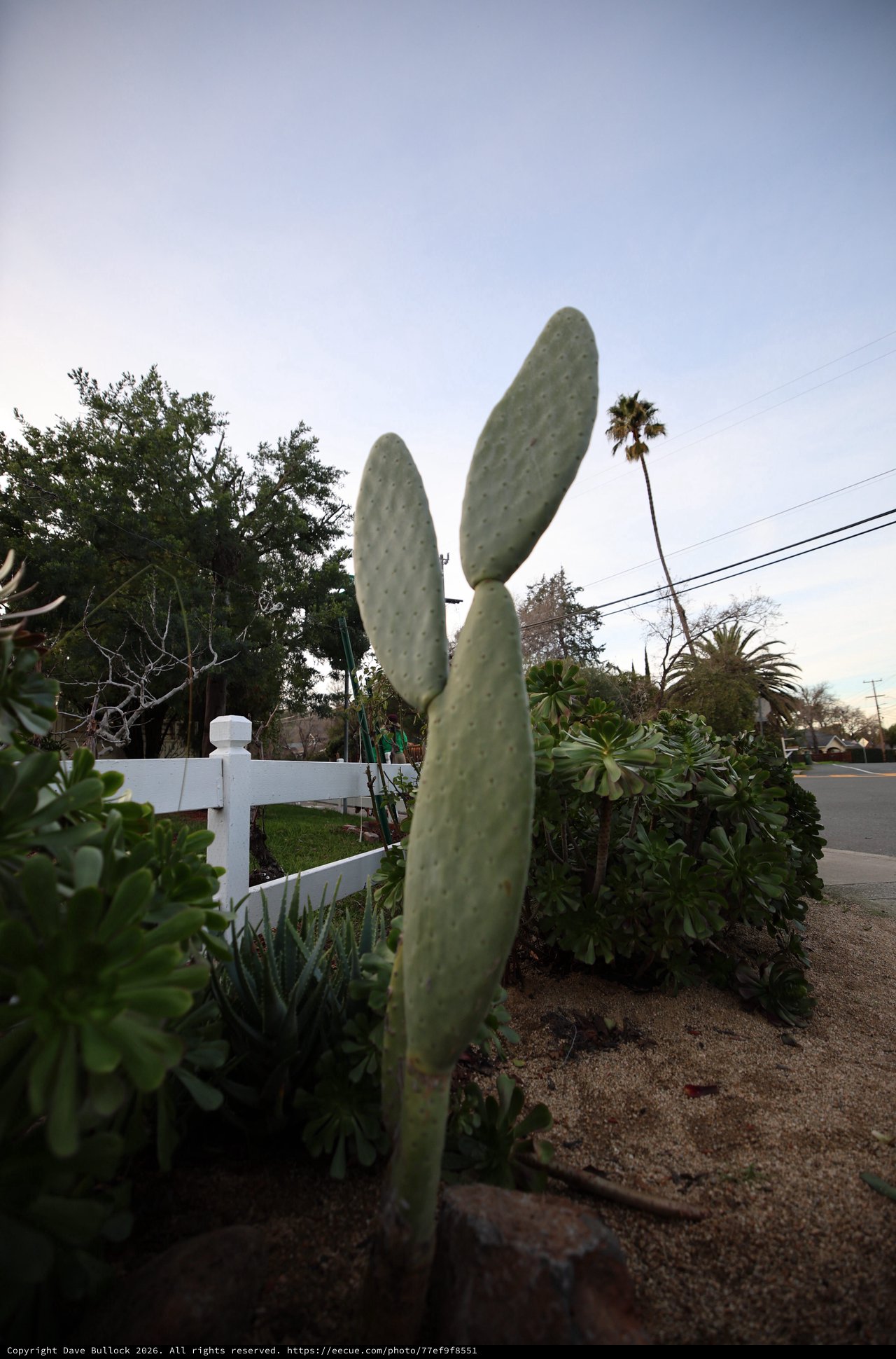 Tall Prickly Pear Cactus in Suburban Garden at Dusk