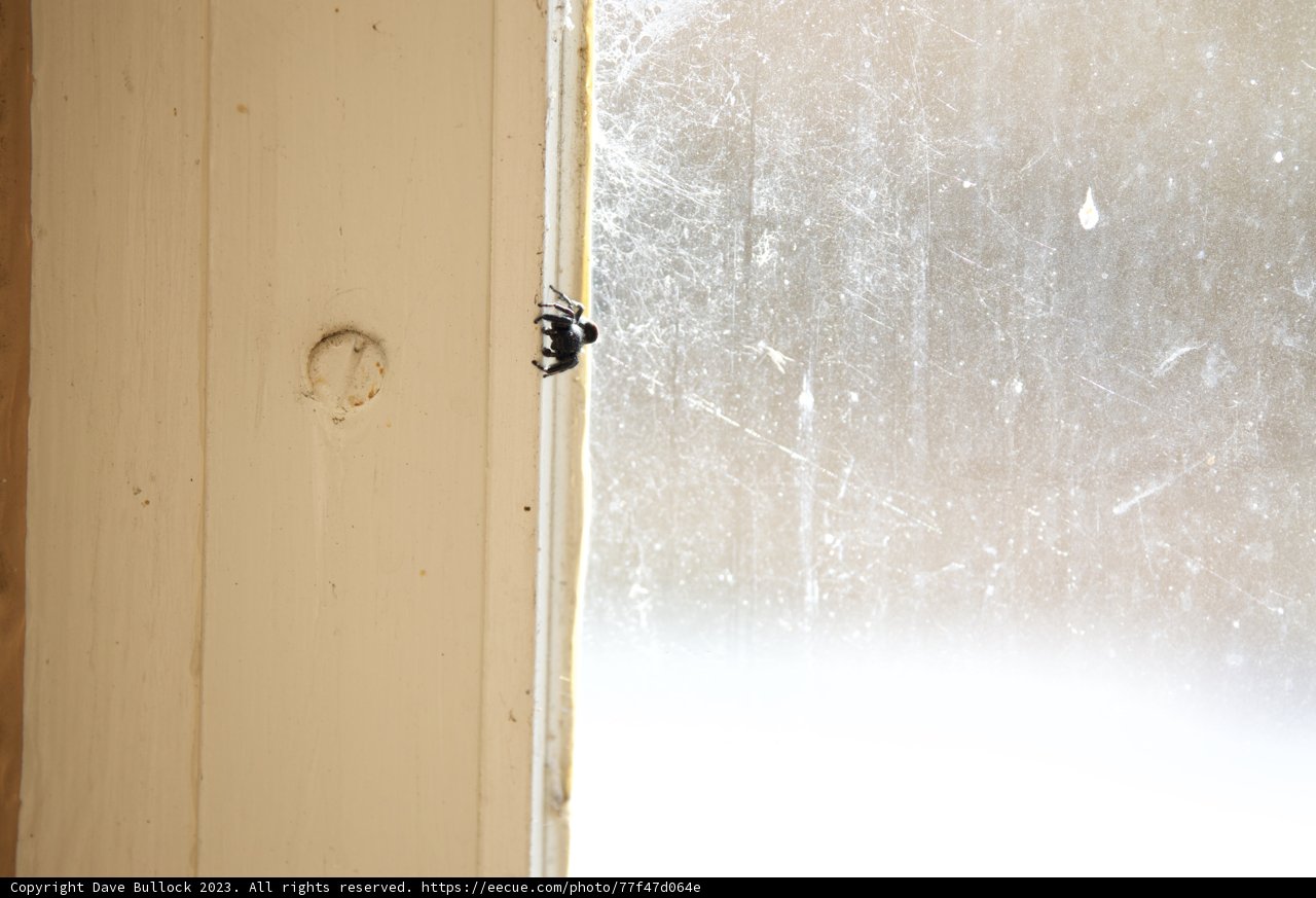 The Spider's Winter Perch