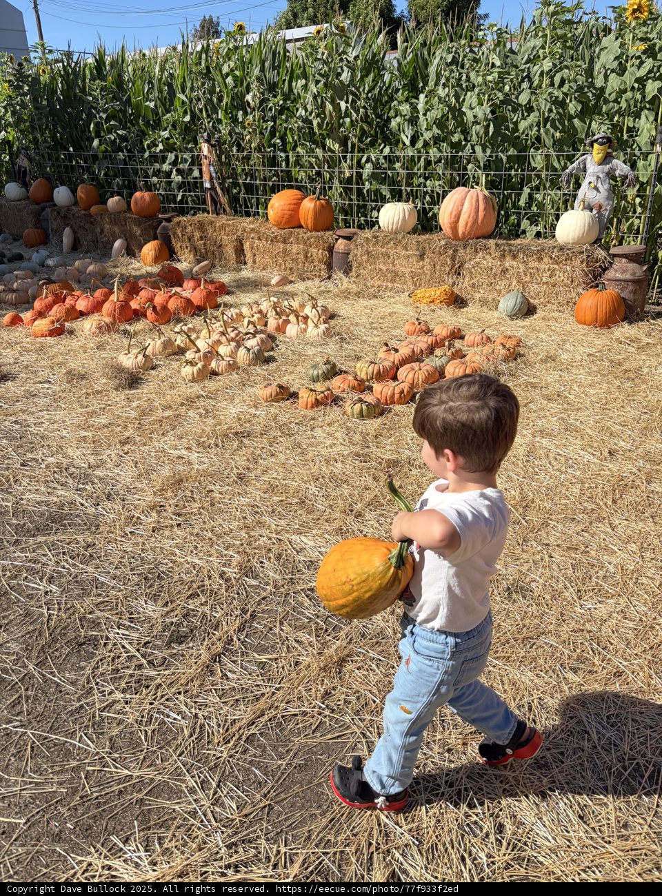 Pumpkin Adventures in Santa Rosa