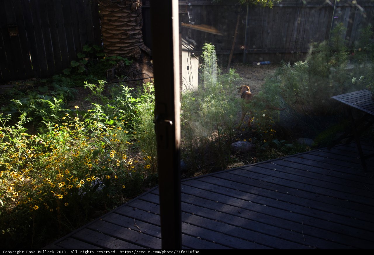 A Peek into a Serene Backyard