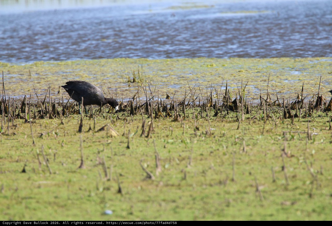 Glossy Ibis Foraging in Flooded Agricultural Field