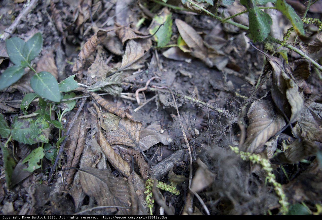 Hidden Harmony: The Forest Floor