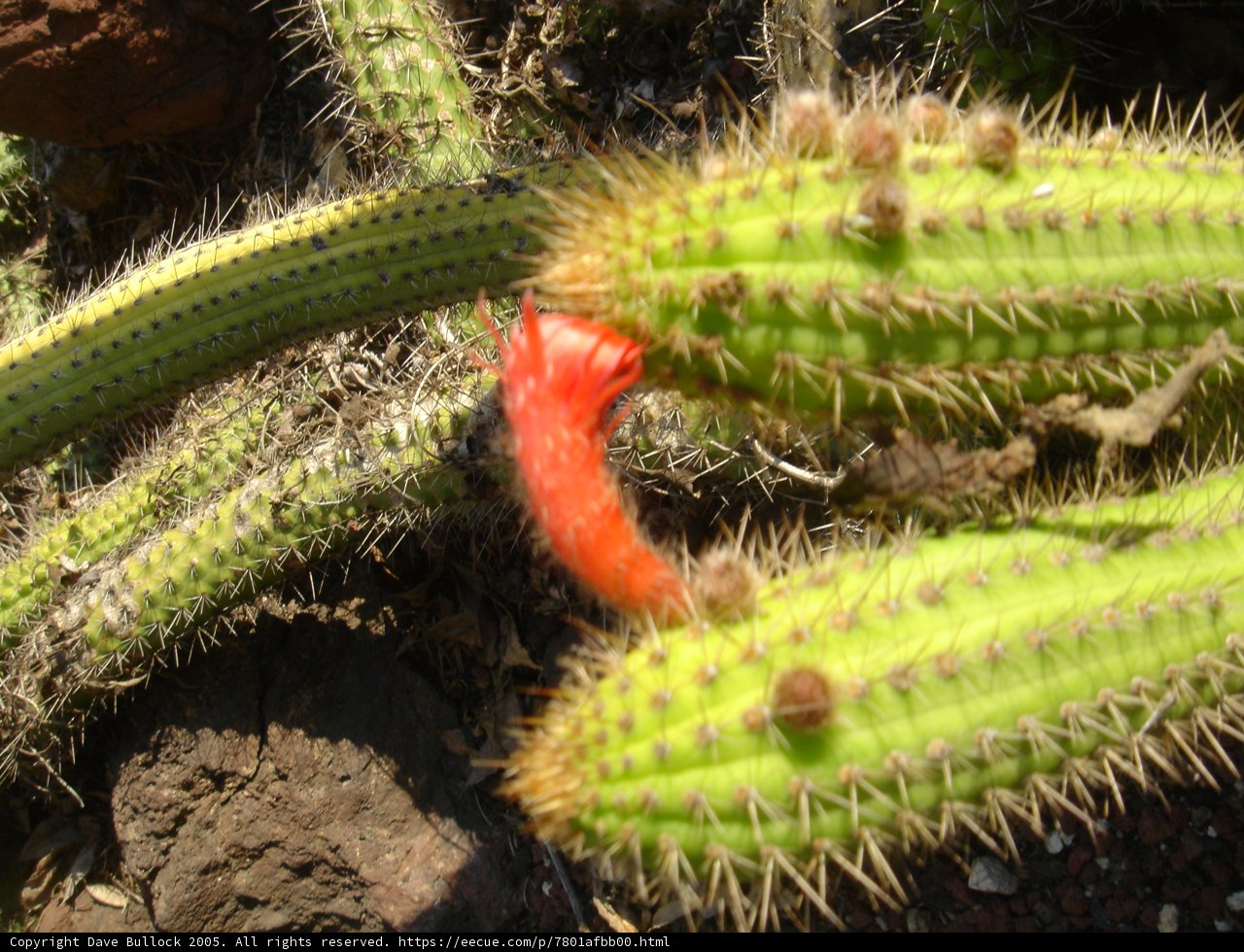 Vibrant Cactus Blossom