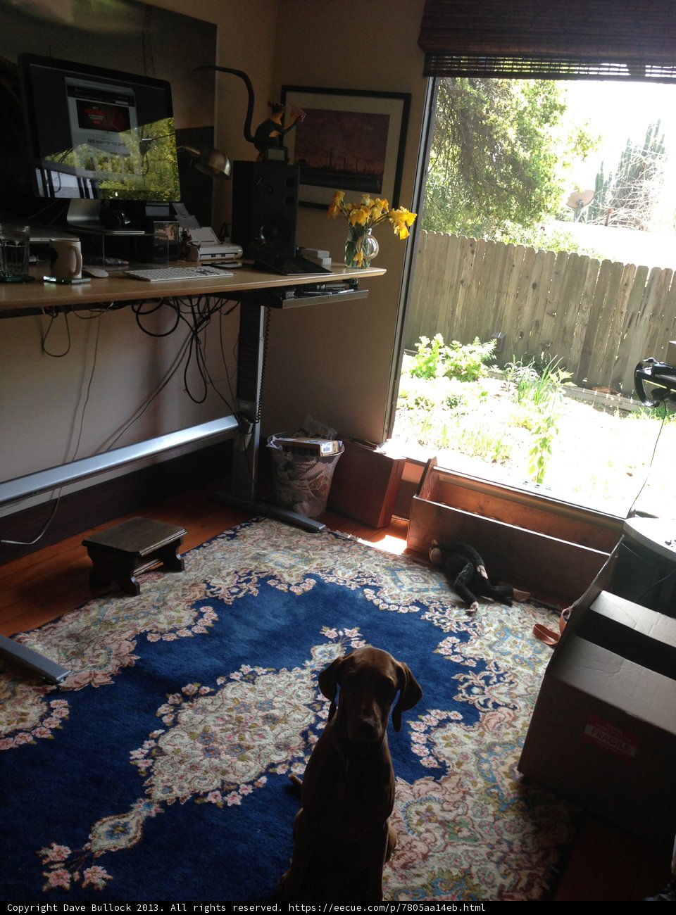 Canine Co-Worker