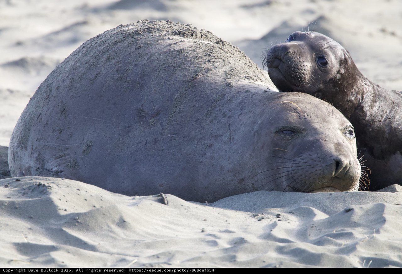 Elephant Seal Mother and Pup Resting at Drakes Beach