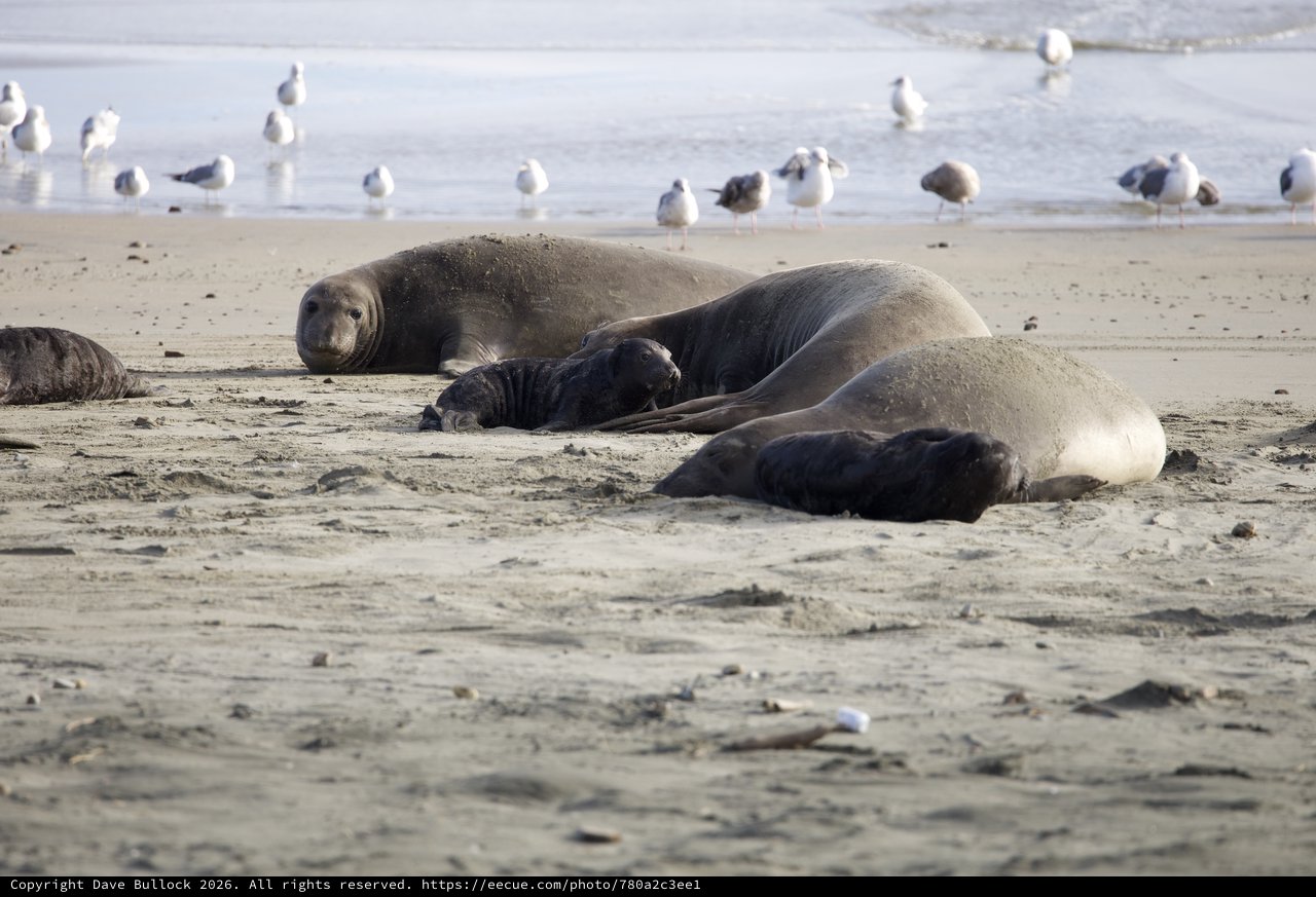 Elephant Seal Mothers and Pups Resting on Drakes Beach