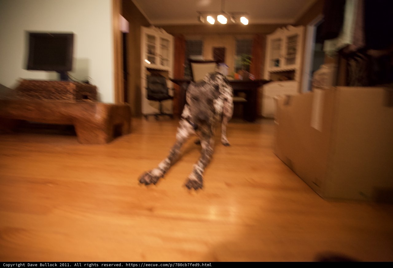 Paws on the Hardwood Floor