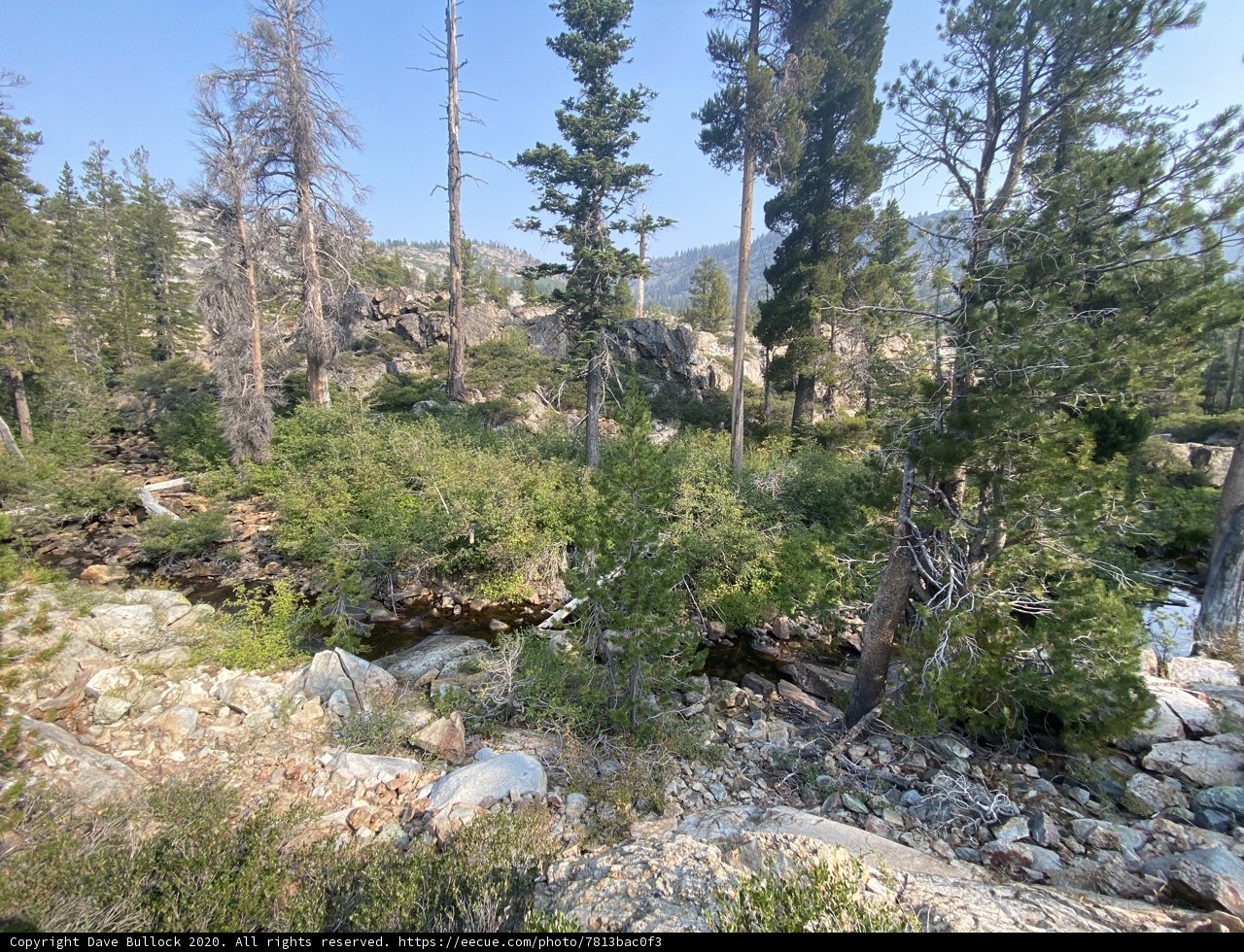 Serene Vista of the Forest
