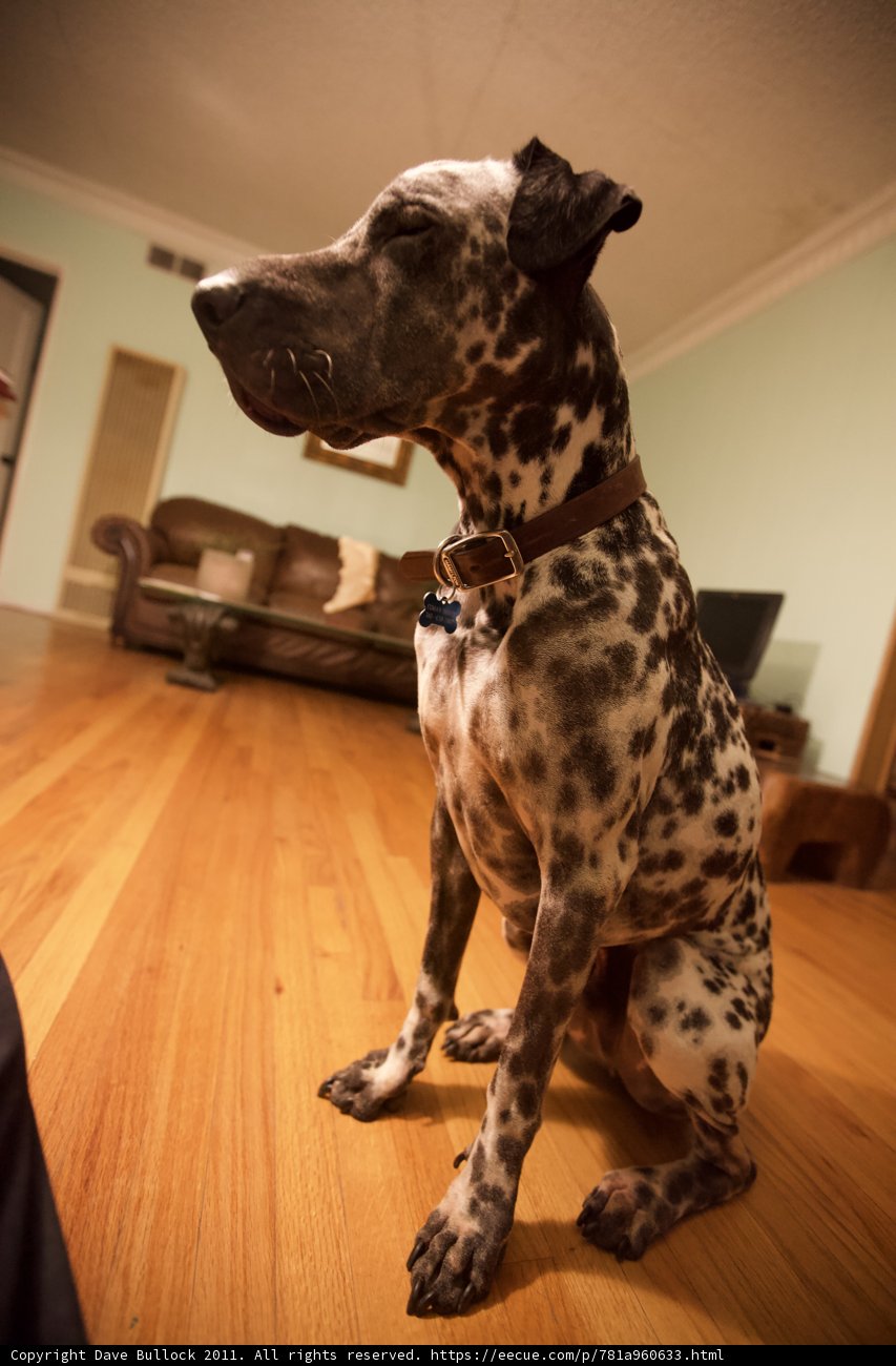 Dalmatian lounging on beautiful hardwood floor