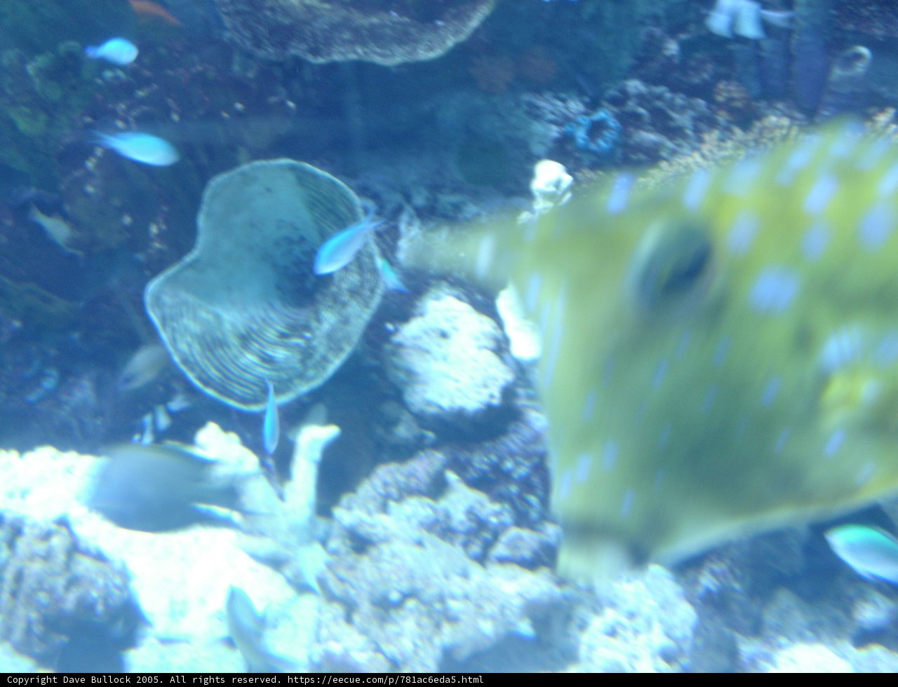 A Colorful Fish in its Aquatic Habitat