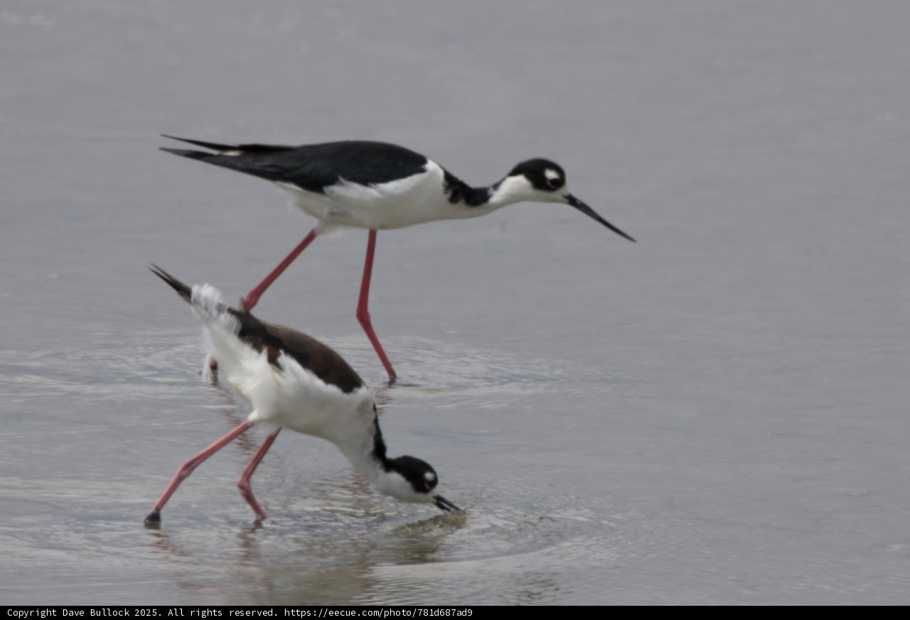 Harmony at San Pablo Bay
