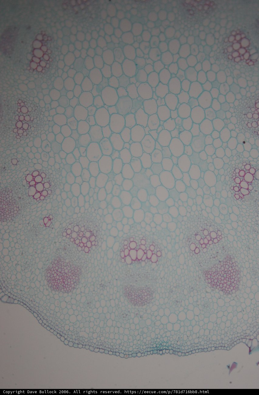 Cellular Decay