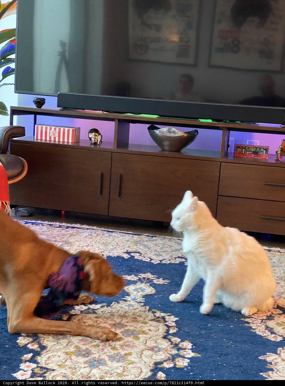 Furry Friends at Play