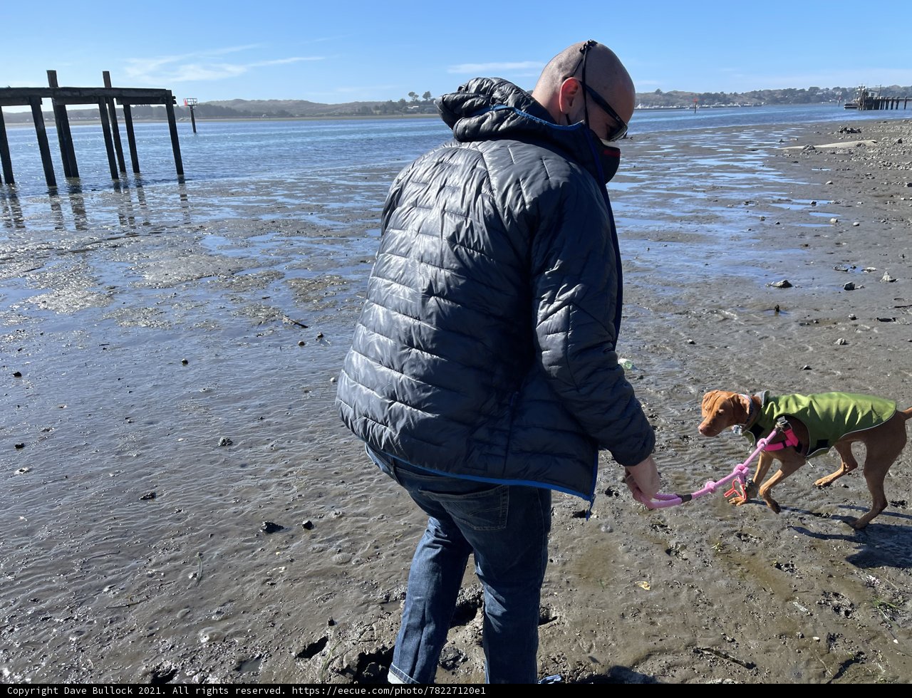 A Man and His Canine Companion Stroll Along the Bodega Bay Shoreline