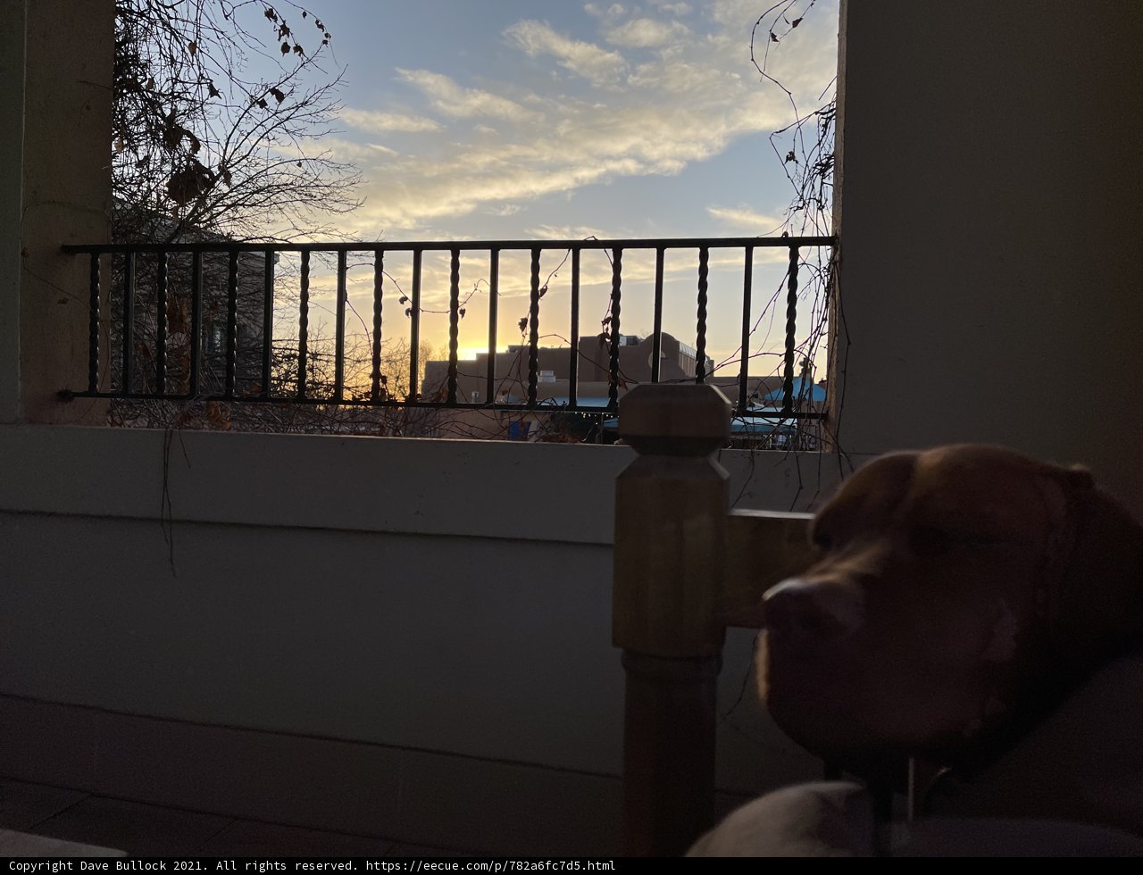 Pensive Pup on the Balcony