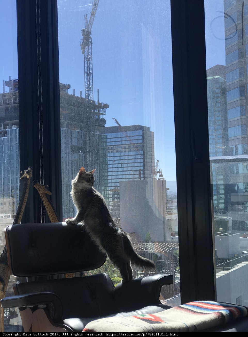Urban Cat Watch