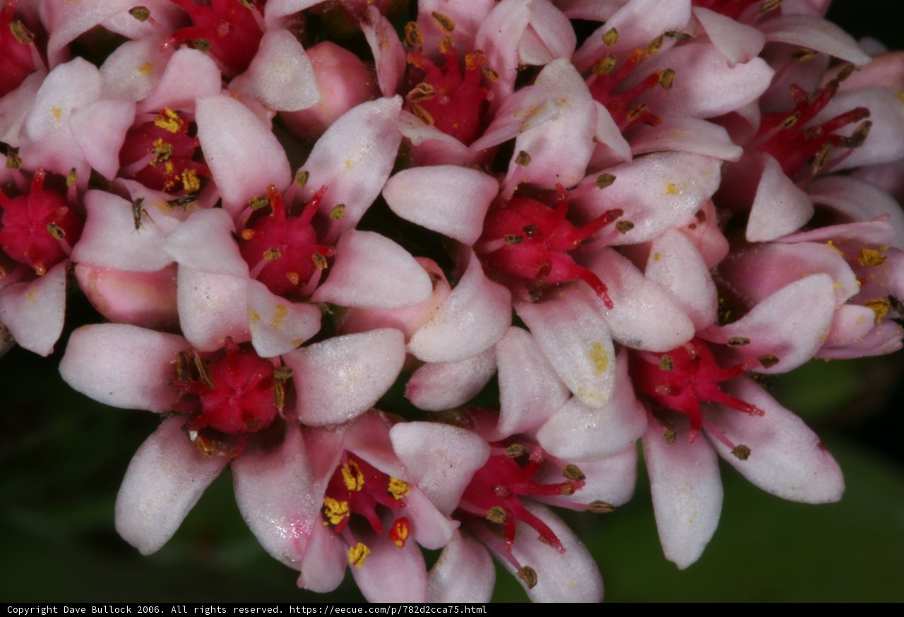 Pink Blossoms in Huntington Gardens