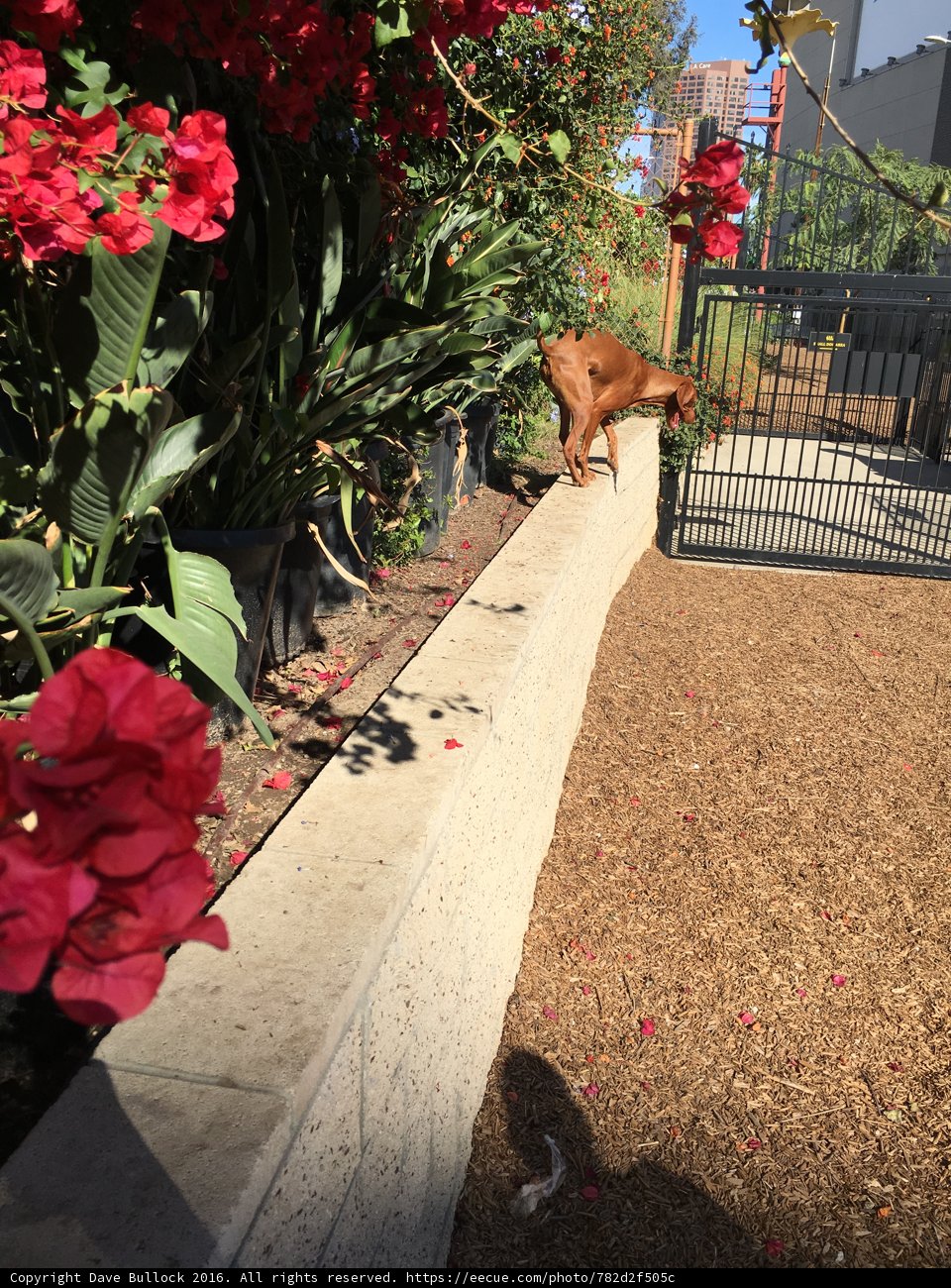 Precarious Pup, Los Angeles