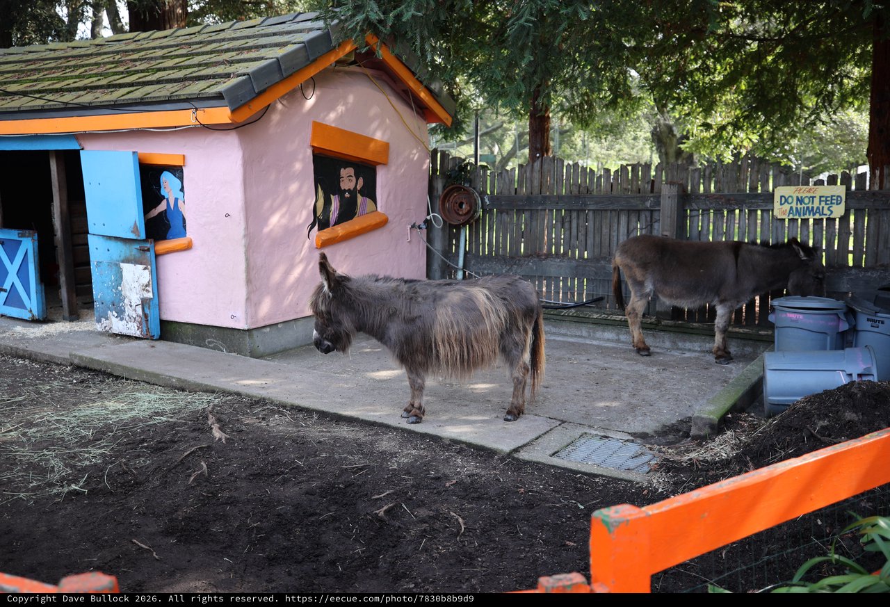 Miniature Donkeys at Decorated Petting Zoo Enclosure