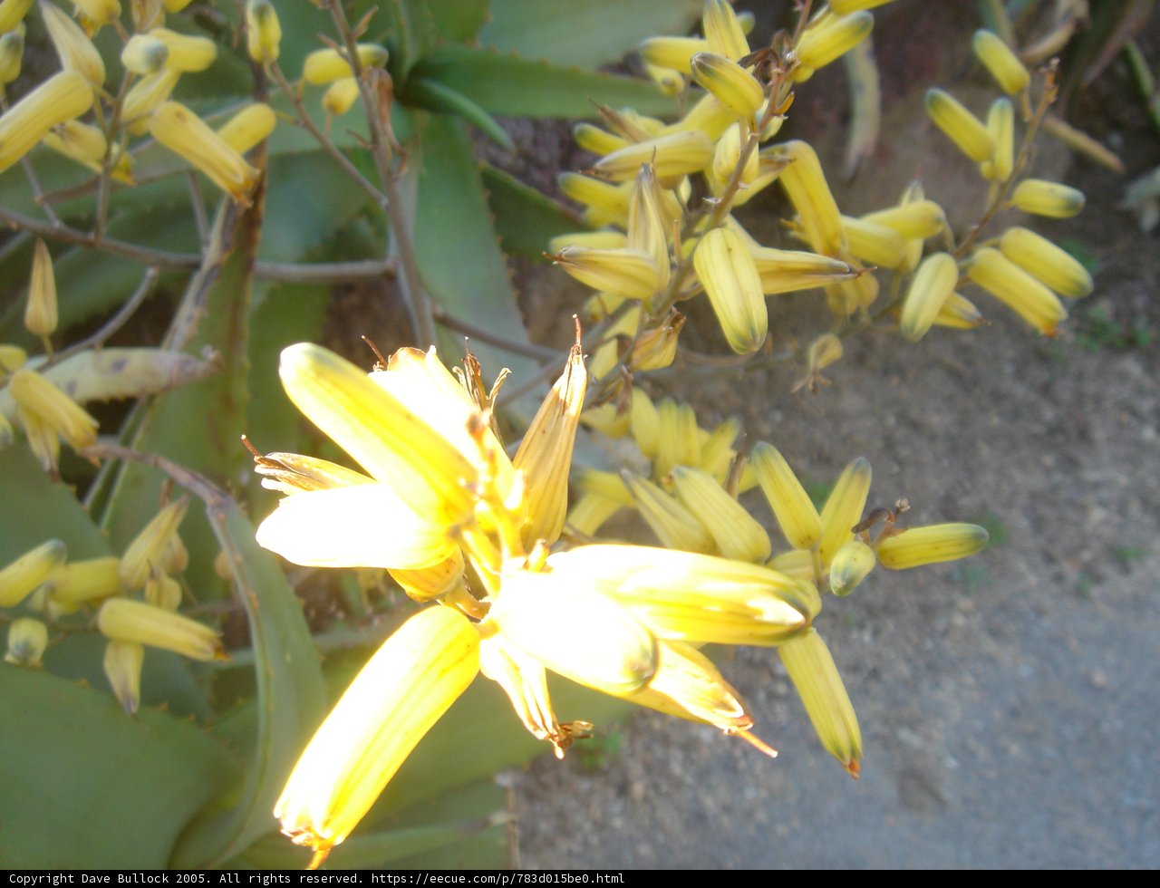 Golden Petals
