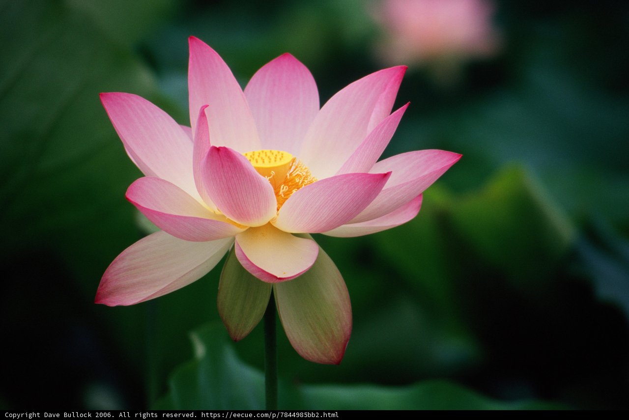 Pretty in Pink