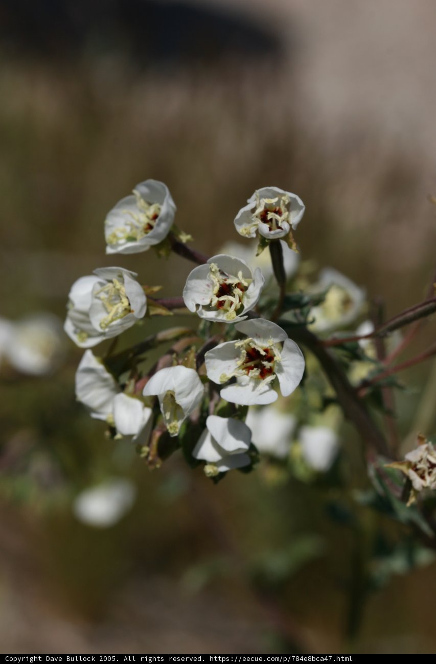 White Flowers with Brown Spots