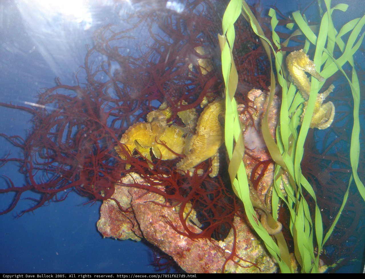Colourful Aquarium