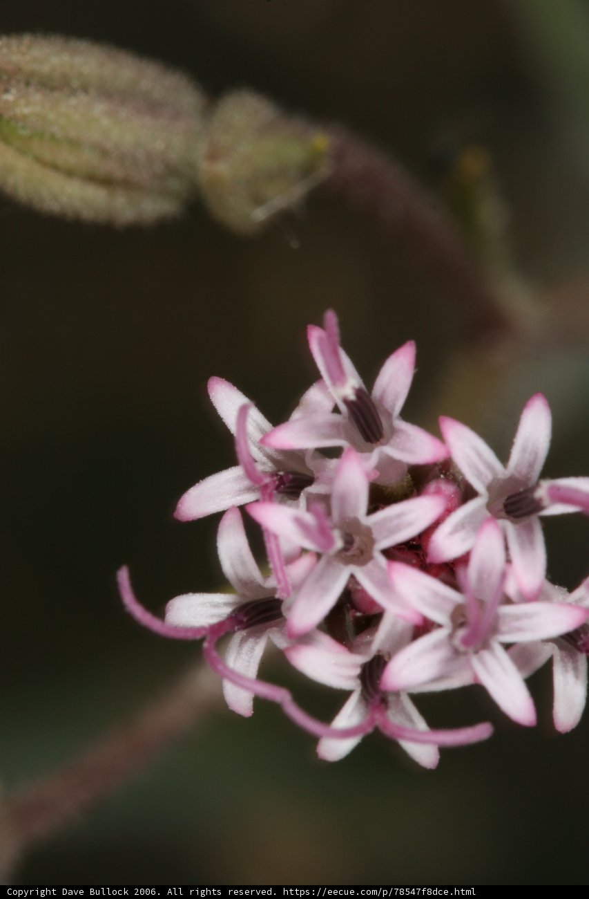 Pink Petals of a Geranium Flower