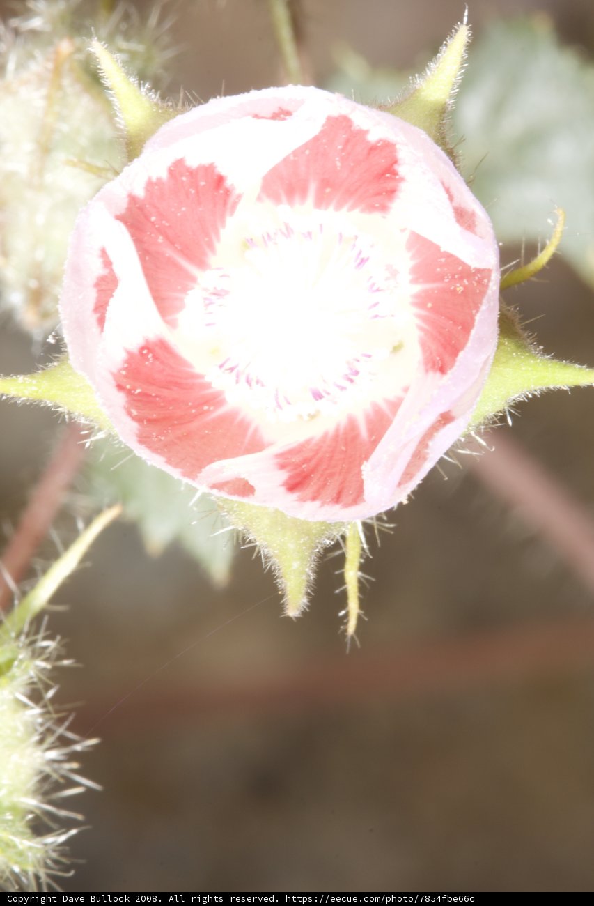 Pink Geranium Blossom