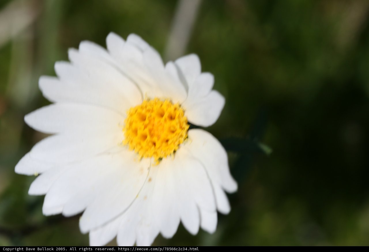 White Daisy Blooming in the Grass