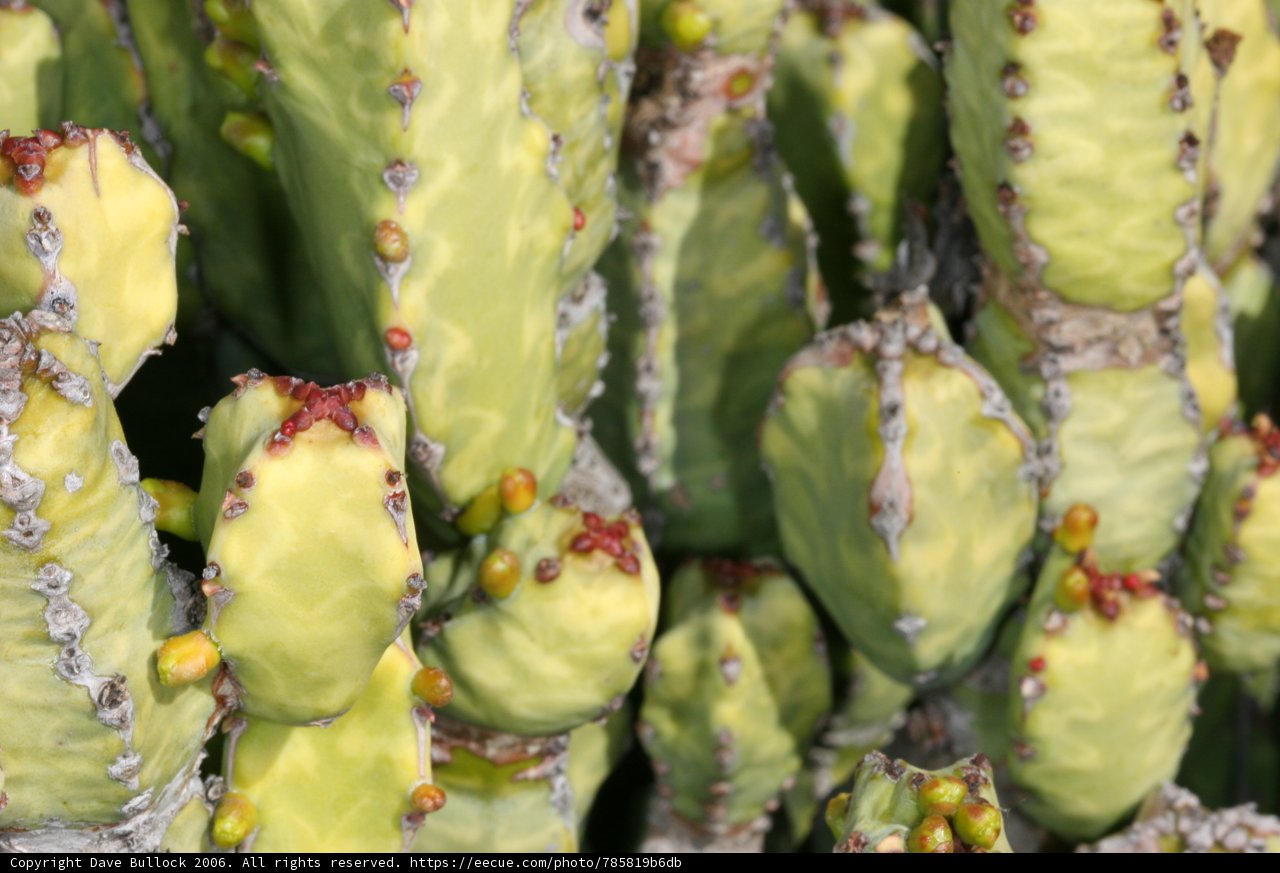 Greenery on a Cactus