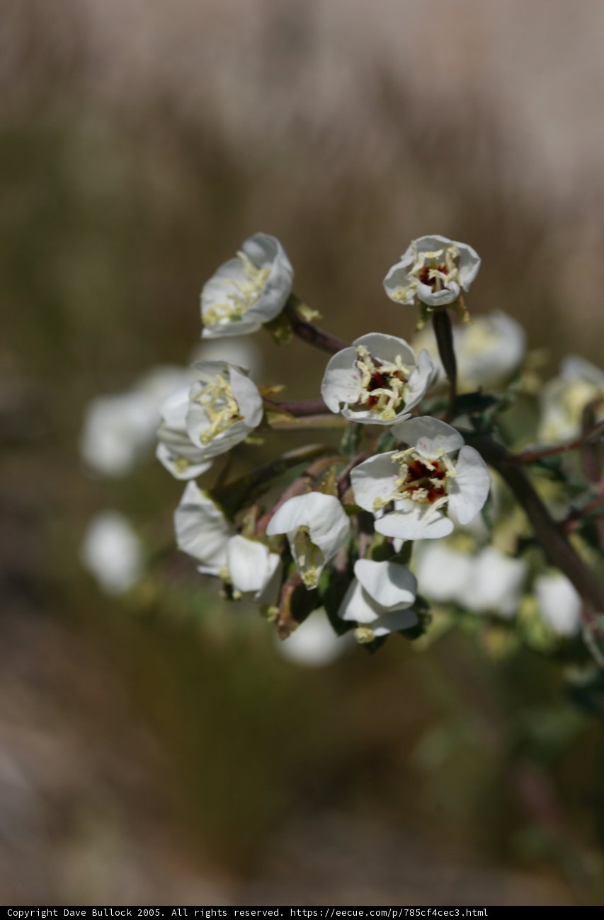 Wildflowers in Bloom