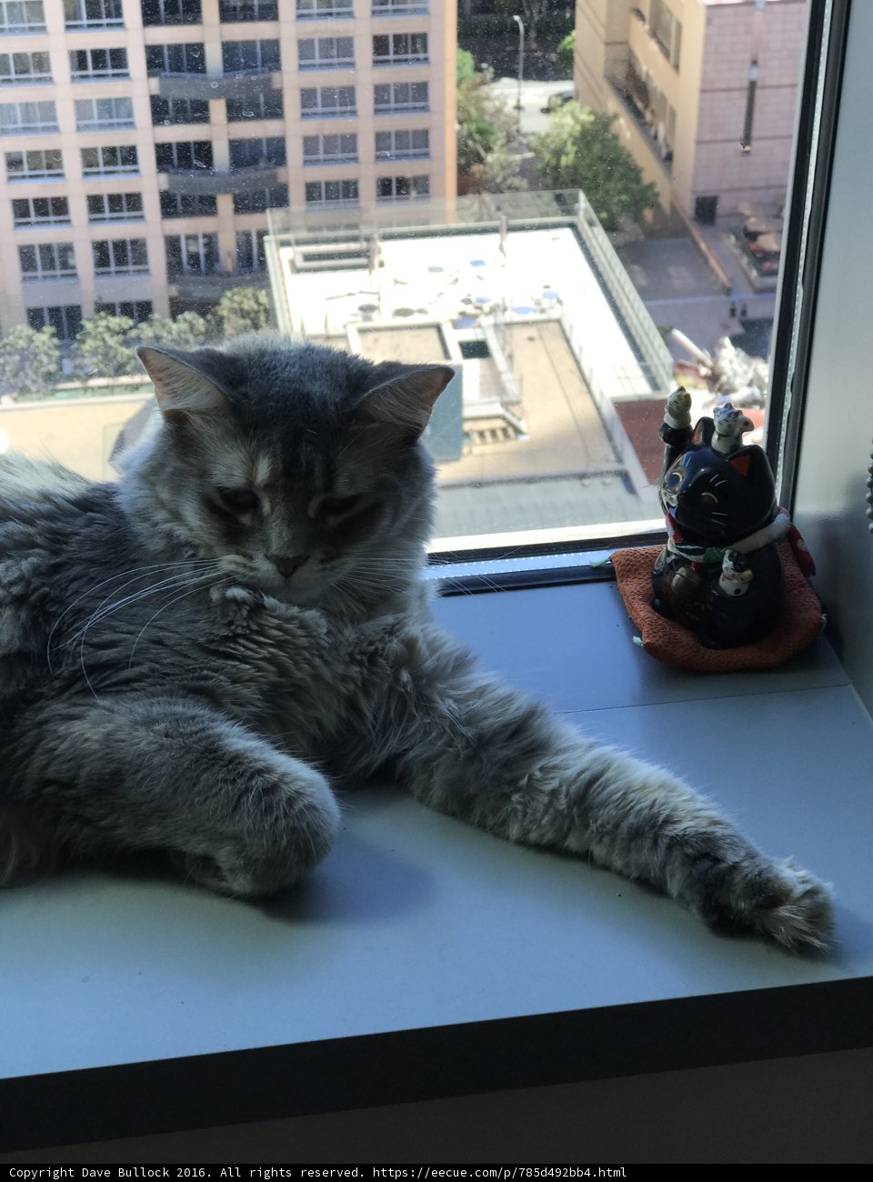Feline City View