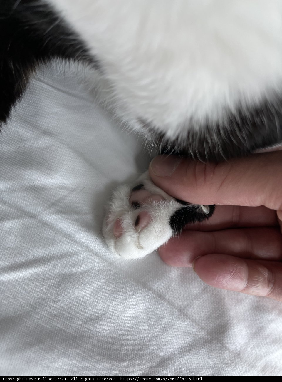Feline Connection