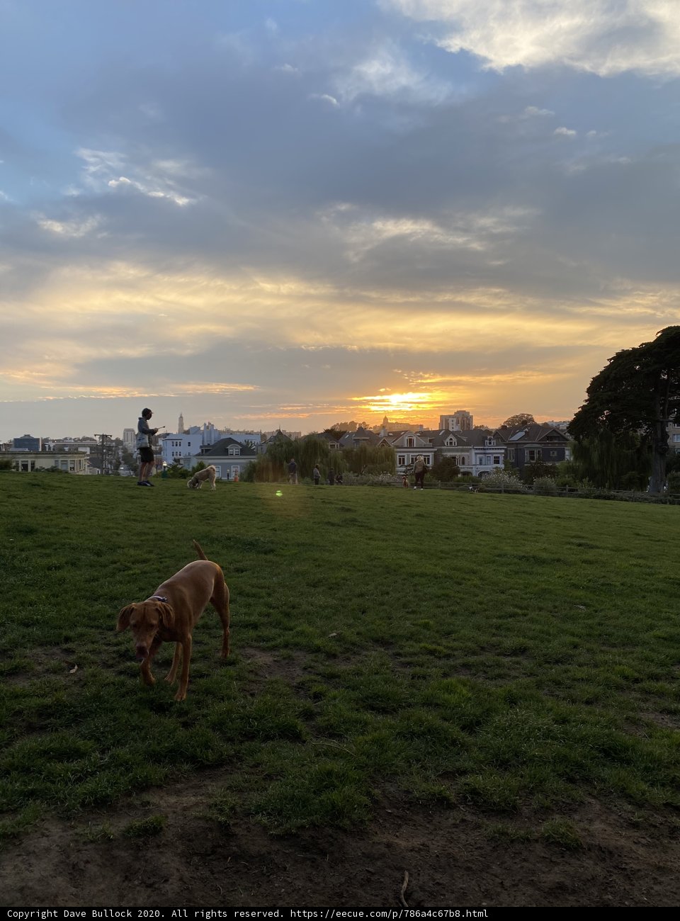Sunset in the Field with Fido