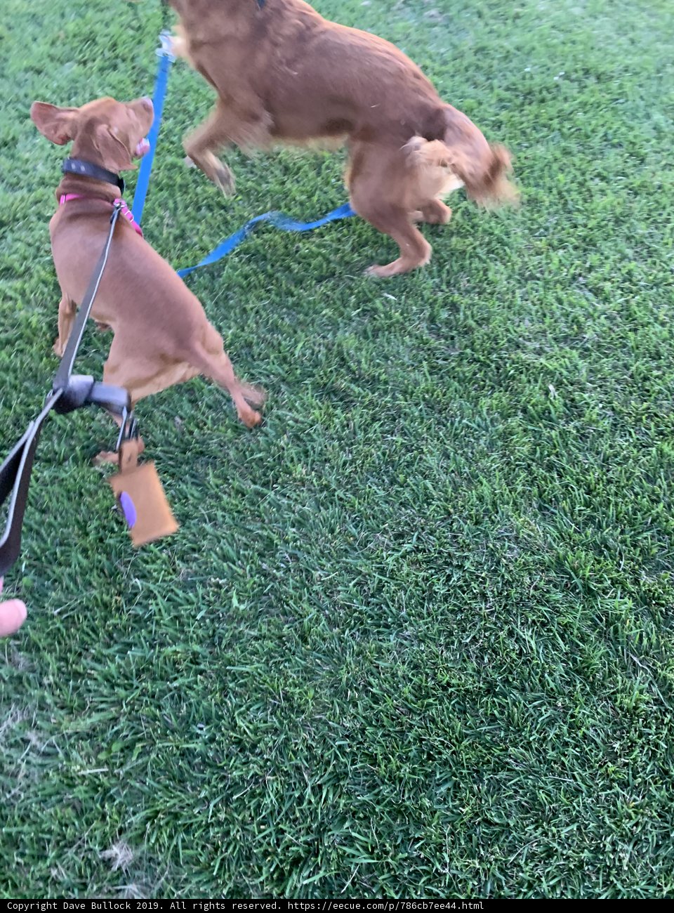 Playtime on the Lawn