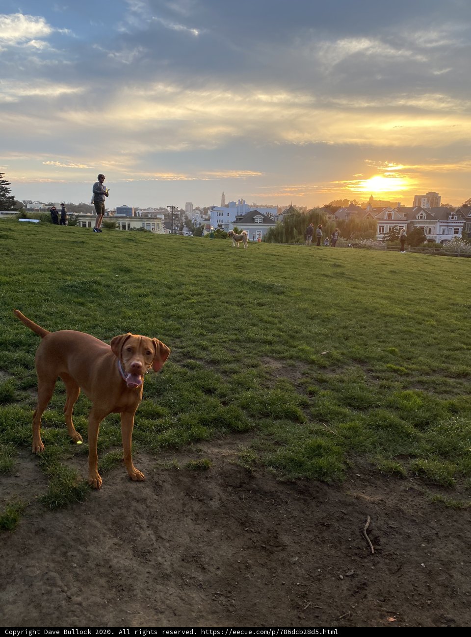 Canine Companion
