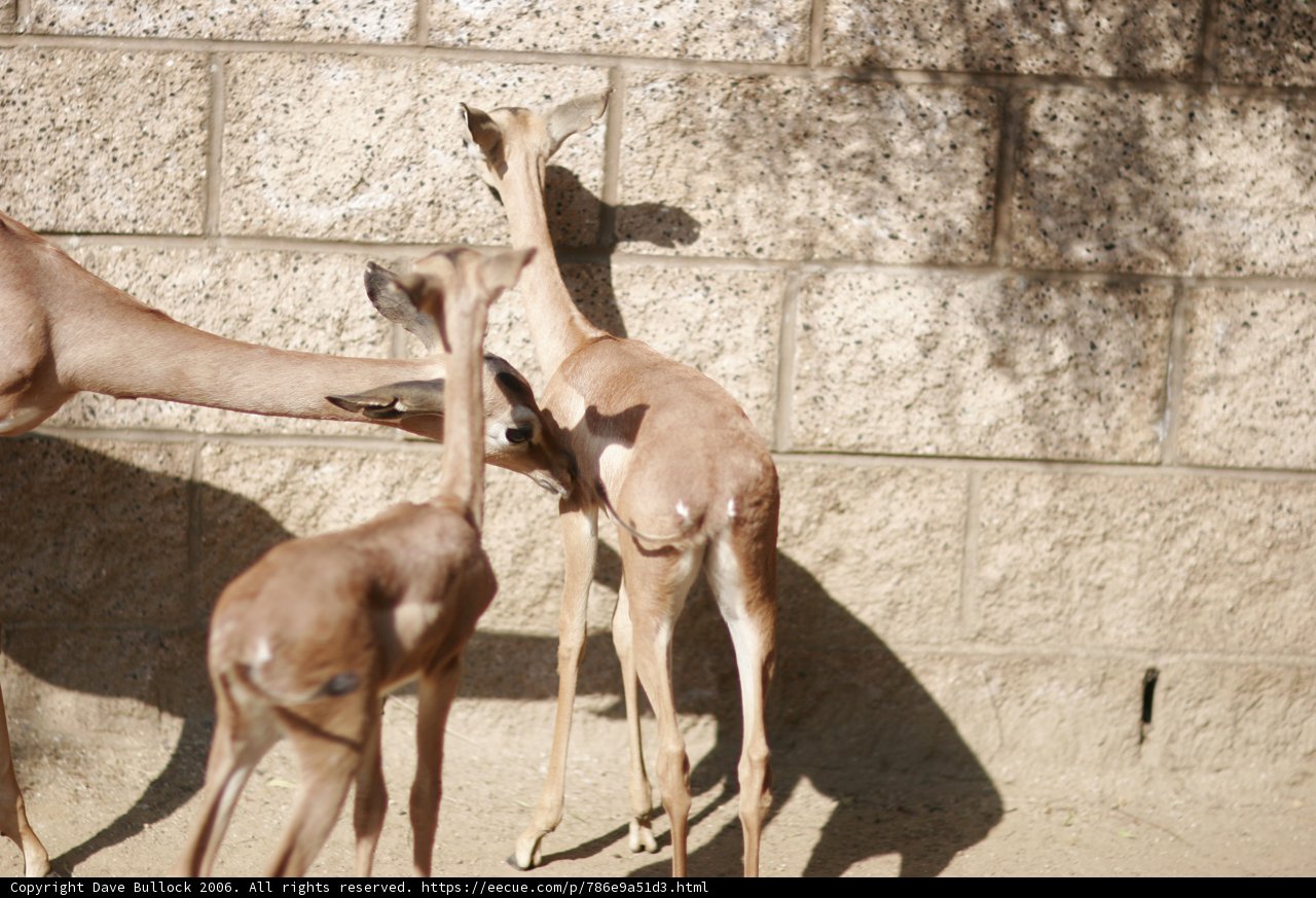 Gazelles at the Wall